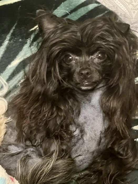 КХС. Девочка. Пуховка