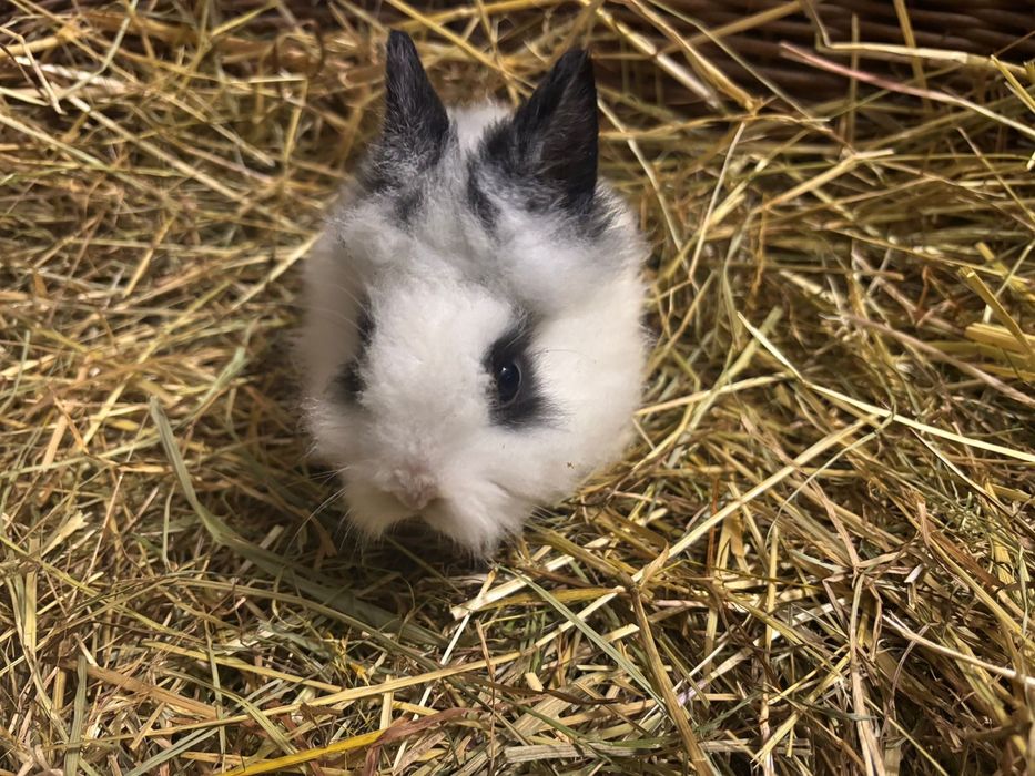 Króliczki miniaturki karzełek