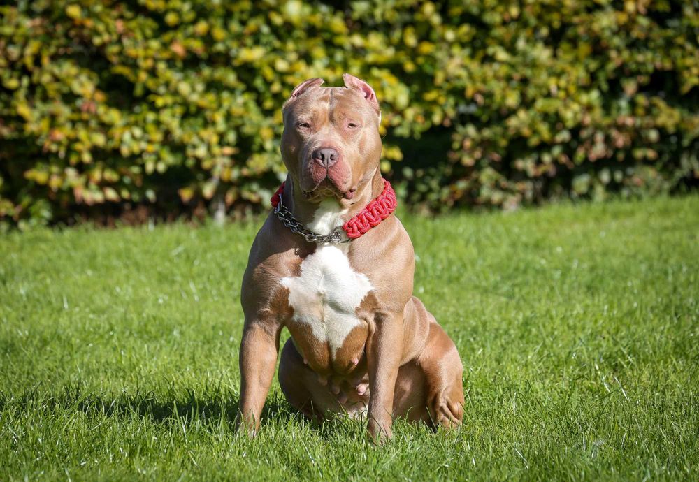 American Bully XL