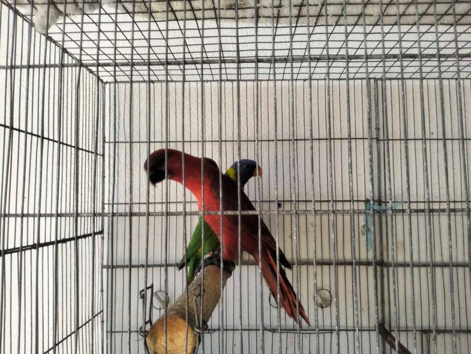 Loris (Atrás, Cardinal, Malucanos, Goldis)