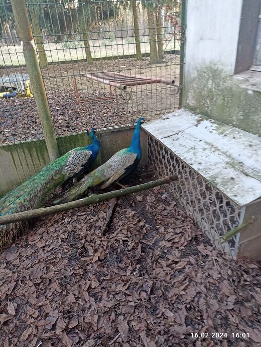 Sprzedam piękne pawie