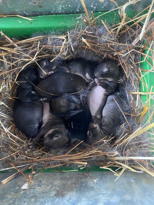 Coelhos grandes a venda