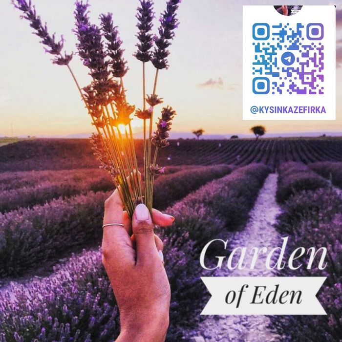 Саженцы декоративных растений. ландшафт. декоративні рослиникустарники