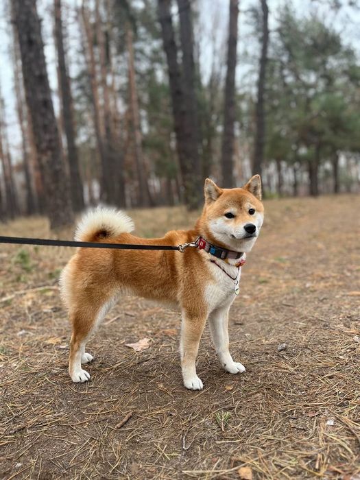 Чарівний хлопчик Сіба іну