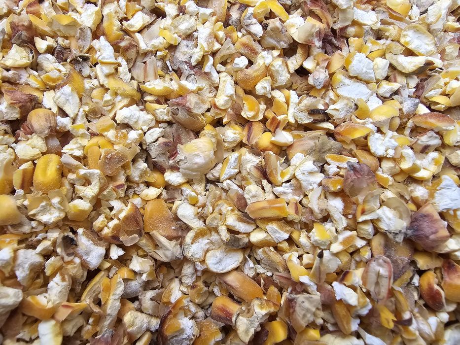 Sprzedam  kukurydza  sucha pszenica kukurydza gnieciona pszenica gniec