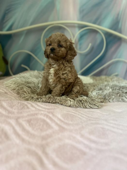 Cudowny piesek Cavapoo