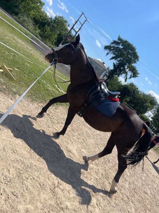 Sprzedam klacz Śląską, źrebna, programowa