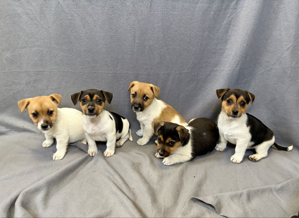 Jack Russell Terrier z Rodowodem
