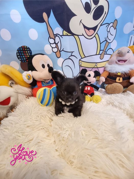 Chihuahua macho de pêlo longo com Pedigree e afixo