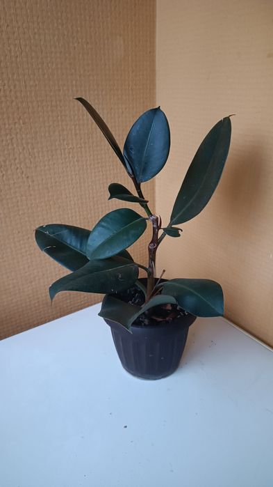 Фикус каучуконосный (эластика)