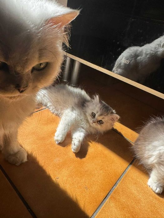 Gatinho bébé British Longhair Silver