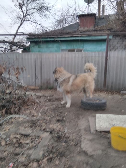 Вязка кавказская овчарка