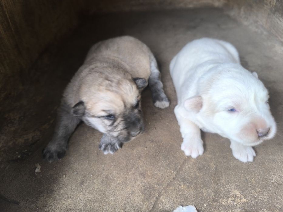 Cãezinhos canixes porte médio