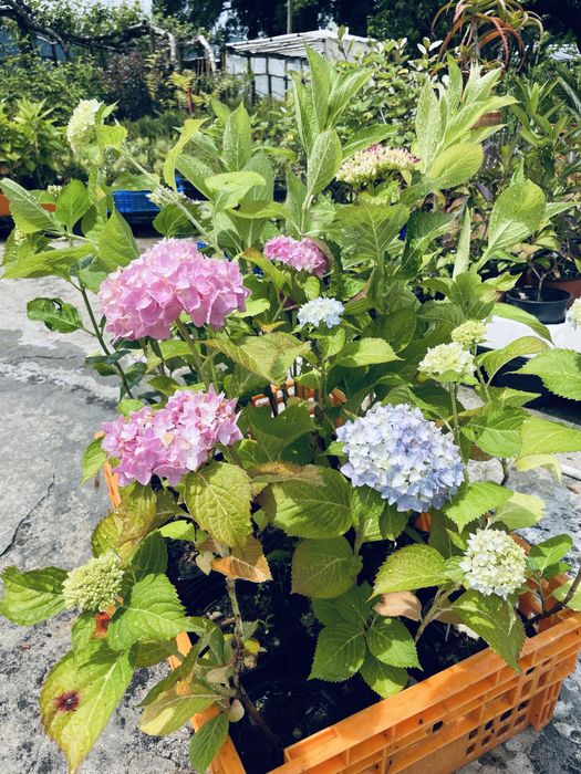 Hortensias box 12 unidades