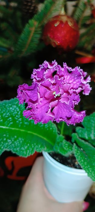 Skrętnik streptocarpus kwitnąćy  Dem-Korall