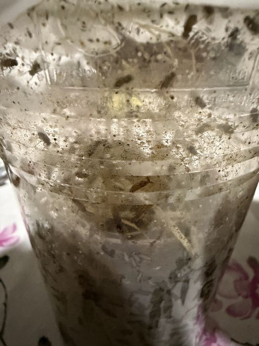 Mosca da fruta “drosophila hydei e melanogaster”