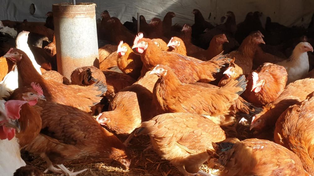 Kury nioski ogólnoużytkowe