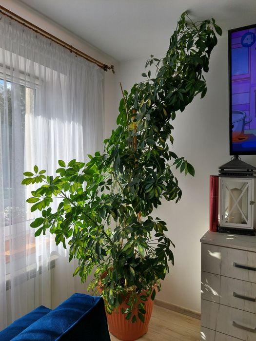 Kwiat szaflera bardzo zadbany