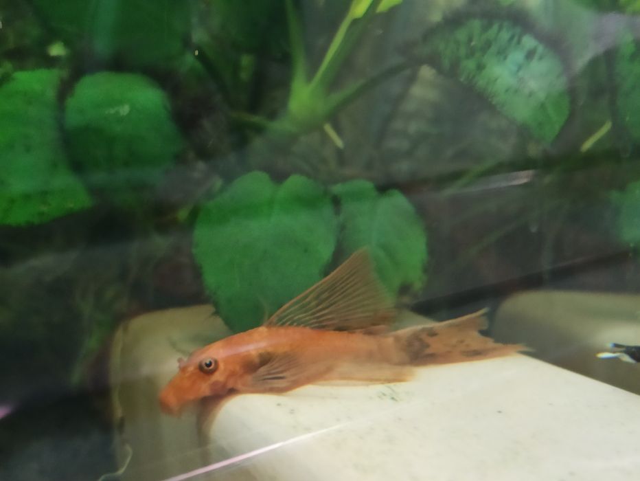 Ancistrus LDA16 glonojad zbrojnik