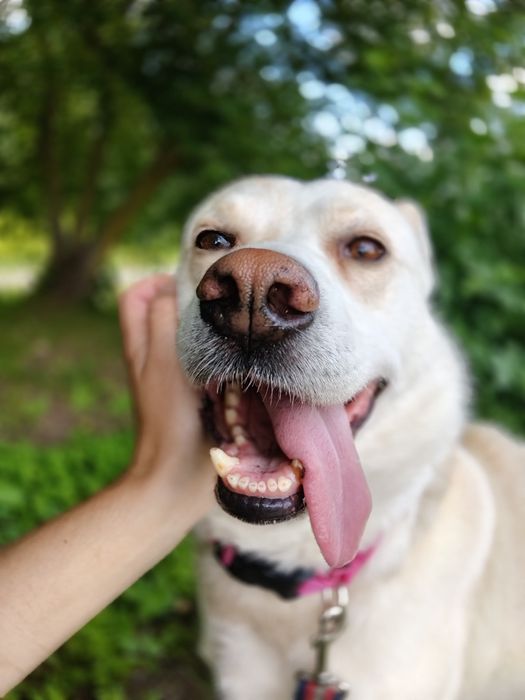 Łajt kochany labradorkowaty psiak