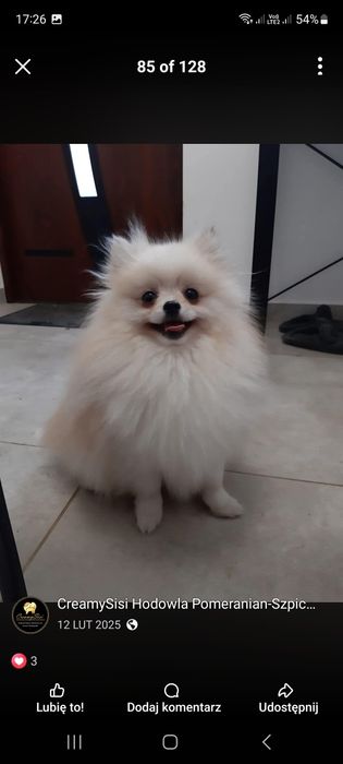 Pomeranian, szpic miniaturowy, rodowód