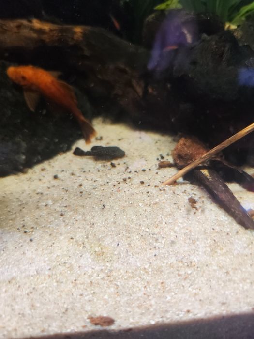 Ancistrus sp entre 3 e 5cm