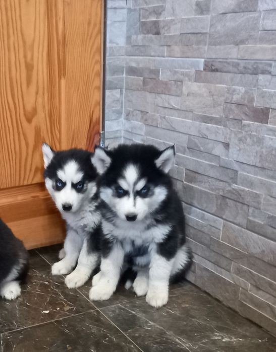 Rodowodowy piesek  Siberian Husky