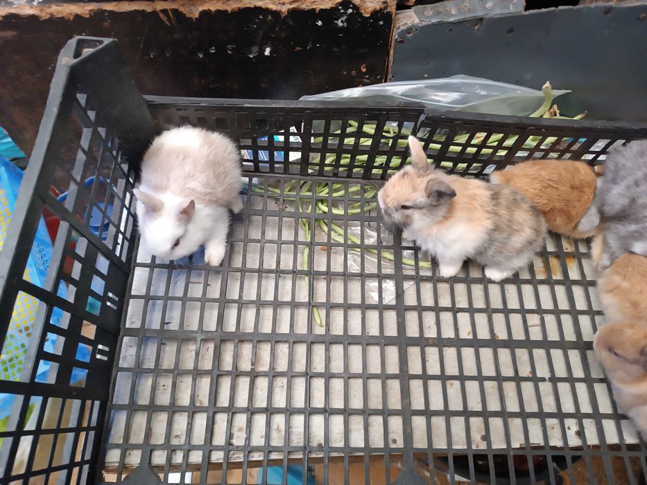 Coelhos anoes cada 30€ se levar 2 fica 50€