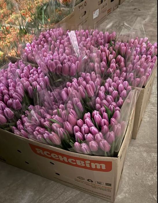 Тюльпани оптом і в роздріб, швидка доставка по Україні