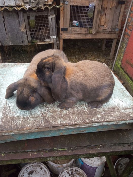 Продам кроликів породи.Каліфлрнія та Французький баран.