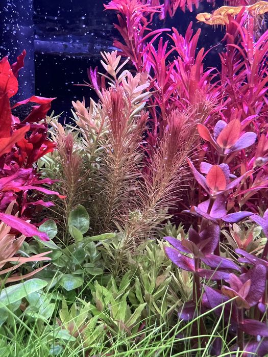 Rotala Wallichii
