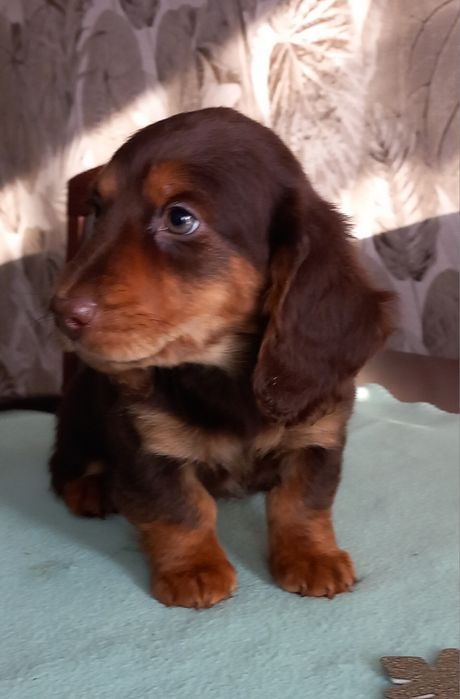 Jamnik miniatura długowłosy