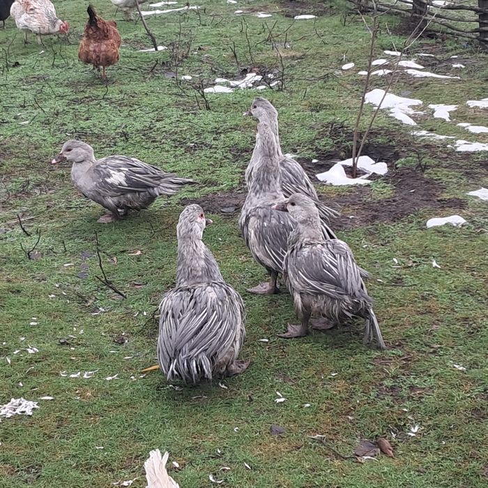 Продам качорів мускусних качок