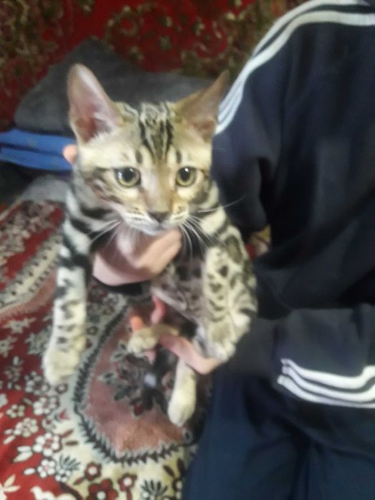 Котенята бенгали