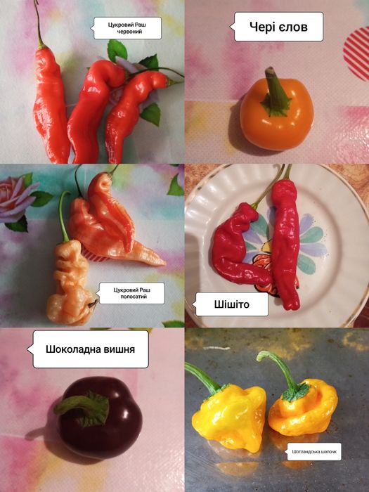 Насіння гострого перцю. Частина 2