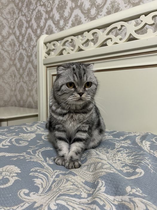 Британські котенята котики кошенята