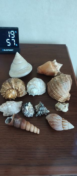 Ракушки для аквариума
