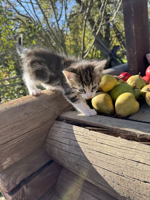Віддам кошенят в добрі руки
