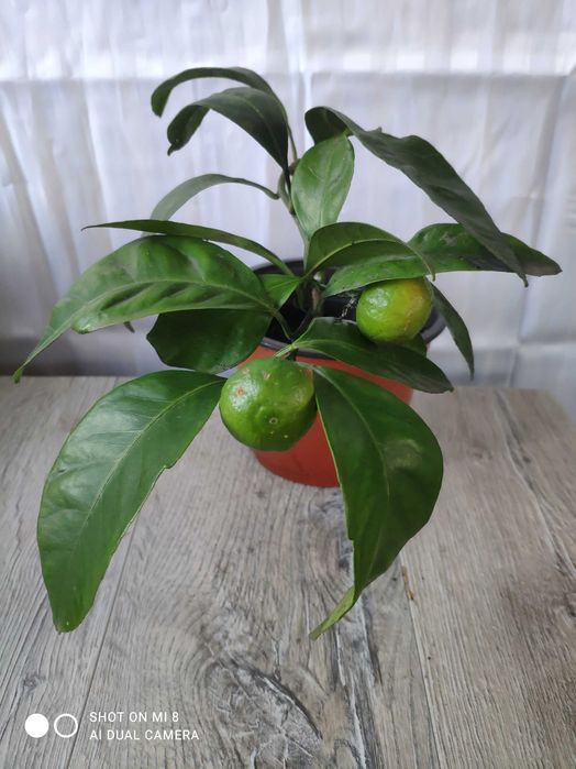 Мандарин Уншиу с плодами