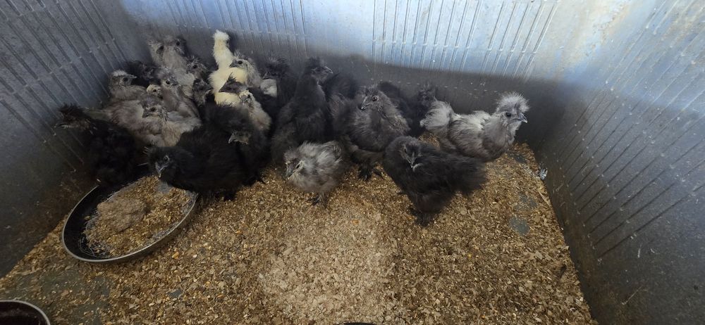 Perus e Sedosas do Japão