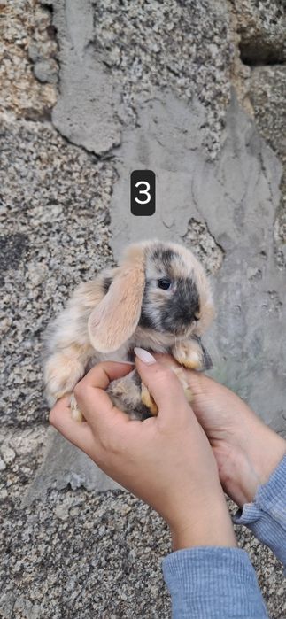 Coelho anão mini lop