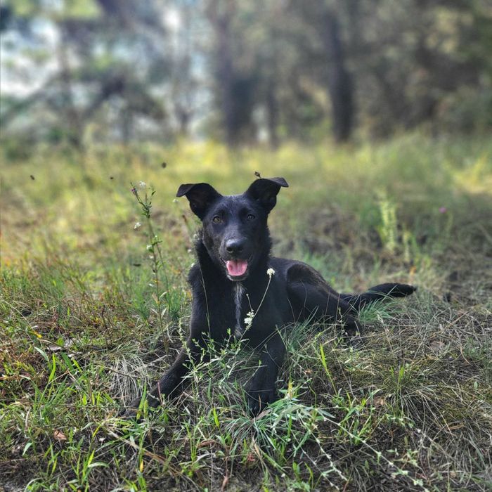 Песики 6-7 місяців