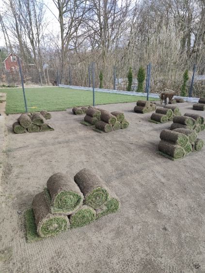 Trawa w rolce trawa z rolki 40m2 z dostawą pod sam dom