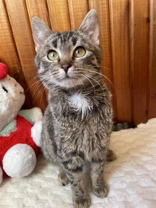 5 miesięczna koteczka szuka domu