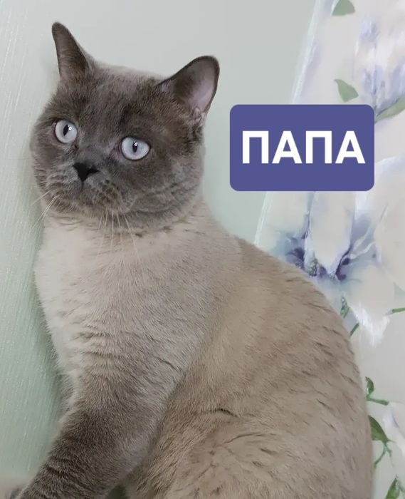 Кошенята,  2місяці.