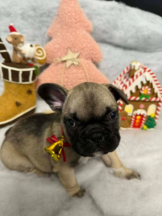 Buldog francuski- gotowy do odbioru