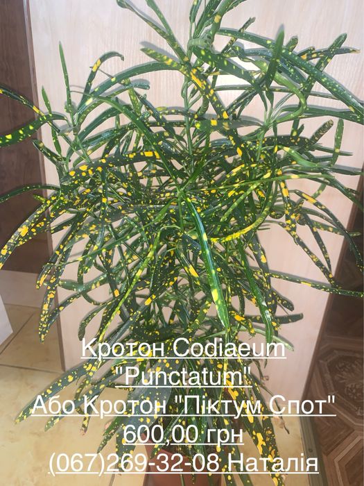 Кротон. Кодієум. Кротон види