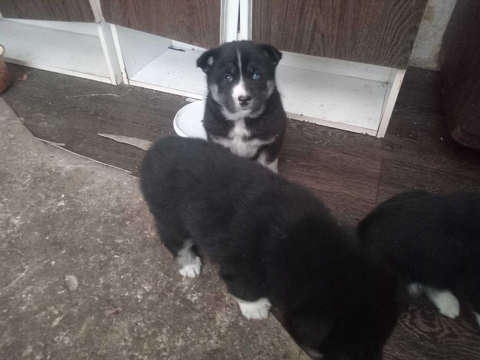 Отдам  бесплатно щеноков полу-хаски