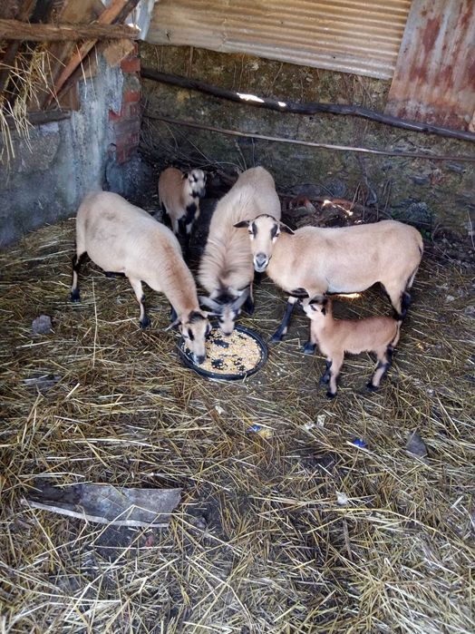 Vendo ovelhas e crias