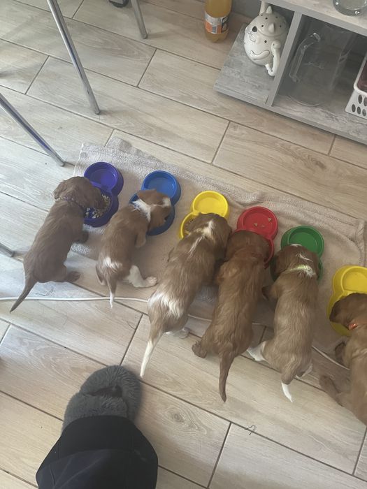 Цуценята Кавалер Кінг Чарльз спаніель